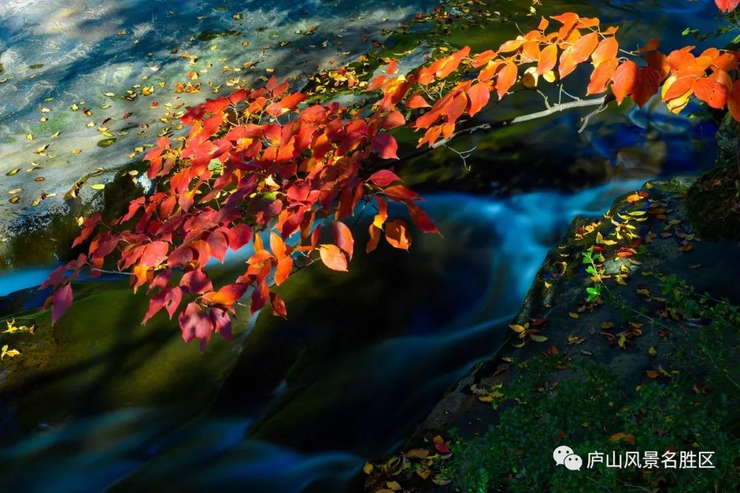 庐 山 摄 影 师 眼 中 的 秋 天